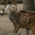 Zoo de Barcelona 21-02-11 216