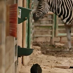 Zoo de Barcelona 21-02-11 071
