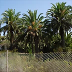 DSCN7462