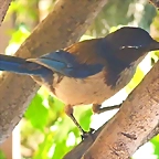 Aphelocoma californica