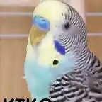 kiko