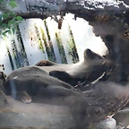 Zoo de Barcelona 05-09-11 193