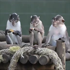 Zoo de Barcelona 05-09-11 217