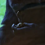 Zoo de Barcelona 05-09-11 222