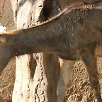 Zoo de Barcelona 05-09-11 243