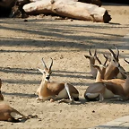 Zoo de Barcelona 05-09-11 071