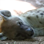 Zoo de Barcelona 05-09-11 012