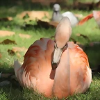 Zoo de Barcelona 05-09-11 211