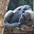 Zoo de Barcelona 05-09-11 231