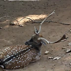 Zoo de Barcelona 05-09-11 261