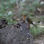 Zoo de Barcelona 05-09-11 009