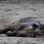 Zoo de Barcelona 05-09-11 042