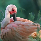 Zoo de Barcelona 05-09-11 059