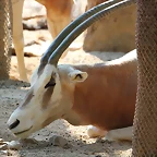 Zoo de Barcelona 05-09-11 092