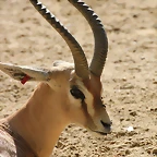 Zoo de Barcelona 05-09-11 082