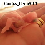 3 peri 10-2-11
