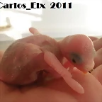 2 peri 10-2-11
