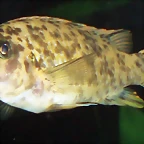 Labeotropheus trewavasae