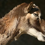 Zoo de Barcelona 09-02-11 483