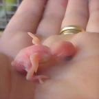 6 pollo