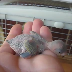 3 pollo 5-9-10