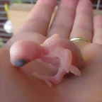 5 pollo