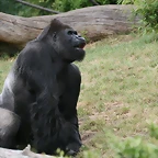 Zoo Leipzig 20-06-11 924