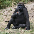 Zoo Leipzig 20-06-11 928