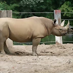 Zoo Leipzig 20-06-11 1007