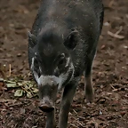 Zoo Leipzig 20-06-11 952