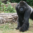 Zoo Leipzig 20-06-11 932