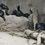 Zoo Leipzig 20-06-11 301