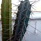 Cactus 02
