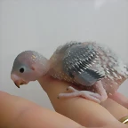 1 pollo 23-7-10