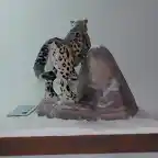 Leopardo de las nieves (4)