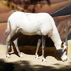 Oryx leucoryx 2 (12-10-20 Zoo Jerez)