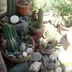 mis cactus