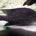 Paratilapia polleni 2 (11-8-13 Zoo de Plzen)