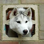 lobo