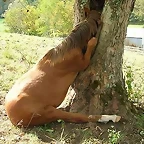 caballo 1