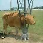 vaca