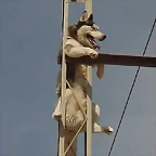 perro