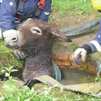 burro