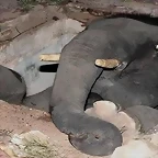 elefante