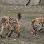 Zoo Lyon + Safari Peaugres febrer 2011 1351