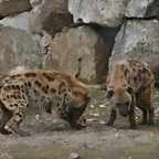 Zoo Lyon + Safari Peaugres febrer 2011 1358