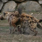 Zoo Lyon + Safari Peaugres febrer 2011 1356