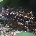 Gastrotheca riobambae 2 (1-10-23 Zoo de Quito)