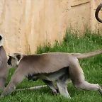 Zoo Hannover 18-06-11 1622
