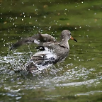 Zoo Hannover 18-06-11 680